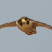 (c) Falconsbarcelona.net